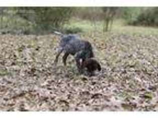 German Shorthaired Pointer Puppy for sale in Independence, LA, USA