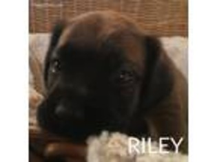 Mastiff Puppy for sale in Holly Springs, MS, USA