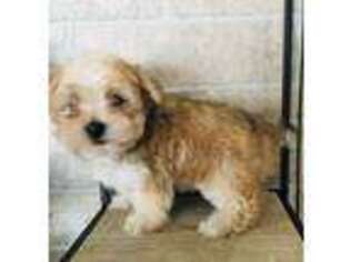 Mutt Puppy for sale in Decker, MI, USA