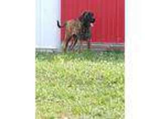 Mastiff Puppy for sale in Dunbar, PA, USA