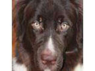 Newfoundland Puppy for sale in Shell Knob, MO, USA