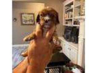Cavalier King Charles Spaniel Puppy for sale in Lake Charles, LA, USA