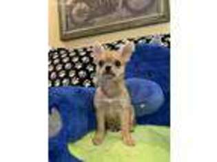 Chihuahua Puppy for sale in Austin, AR, USA