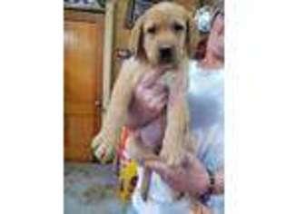 Labrador Retriever Puppy for sale in Shippensburg, PA, USA
