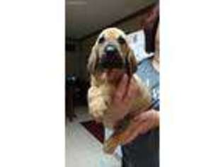 Bloodhound Puppy for sale in Dover, DE, USA