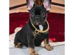 French Bulldog Puppy for sale in West Palm Beach, FL, USA