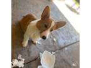 Pembroke Welsh Corgi Puppy for sale in Camino, CA, USA