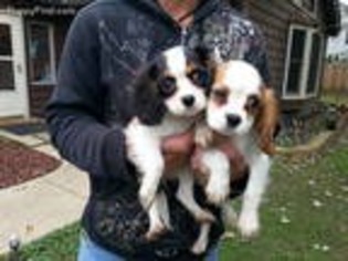 Cavalier King Charles Spaniel Puppy for sale in Fox River Grove, IL, USA