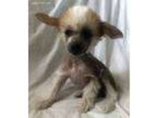 Chinese Crested Puppy for sale in Hesperia, CA, USA