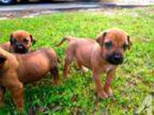 Rhodesian Ridgeback Puppy for sale in TALLAHASSEE, FL, USA