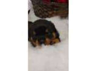 Rottweiler Puppy for sale in Crossville, TN, USA