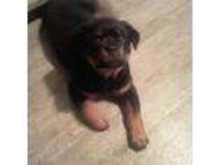 Rottweiler Puppy for sale in Terre Haute, IN, USA