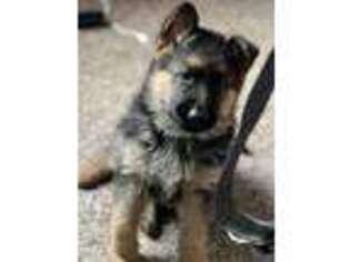 German Shepherd Dog Puppy for sale in Ozark, MO, USA