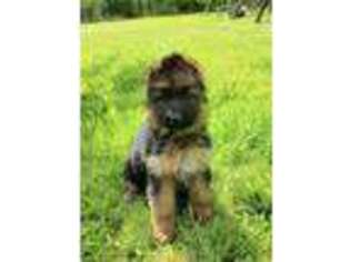 Medium Photo #1 German Shepherd Dog Puppy For Sale in Brush Prairie, WA, USA
