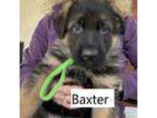 German Shepherd Dog Puppy for sale in Lakeside, CA, USA