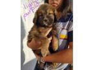 Tibetan Mastiff Puppy for sale in Bennett, CO, USA