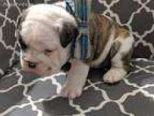 Bulldog Puppy for sale in Mora, MN, USA