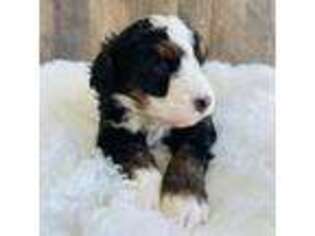 Mutt Puppy for sale in Madison, OH, USA