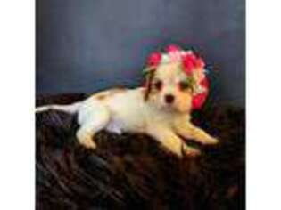Cavalier King Charles Spaniel Puppy for sale in Mesa, AZ, USA
