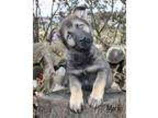 German Shepherd Dog Puppy for sale in Janesville, WI, USA