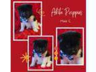 Akita Puppy for sale in Stafford, VA, USA