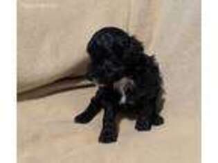 Schnoodle (Standard) Puppy for sale in Canaseraga, NY, USA