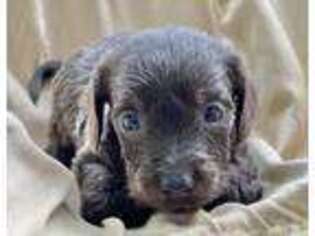 Dachshund Puppy for sale in Litchfield, ME, USA