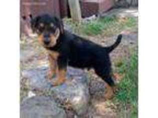 Airedale Terrier Puppy for sale in Baxter Springs, KS, USA