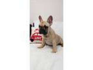 French Bulldog Puppy for sale in Stamford, CT, USA