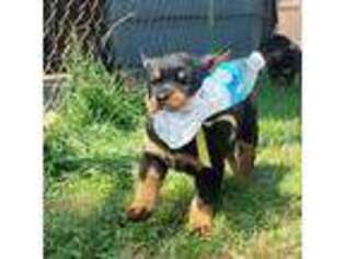 Rottweiler Puppy for sale in Yelm, WA, USA