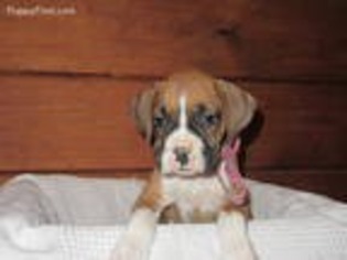 Boxer Puppy for sale in Richland, PA, USA