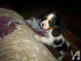 Cavalier King Charles Spaniel Puppy for sale in WEST WAREHAM, MA, USA