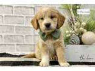 Goldendoodle Puppy for sale in South Bend, IN, USA