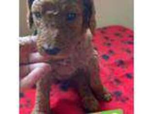 Goldendoodle Puppy for sale in Vineland, NJ, USA