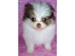 Pomeranian Puppy for sale in Boone, CO, USA