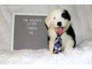Old English Sheepdog Puppy for sale in Milton, FL, USA