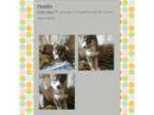 Siberian Husky Puppy for sale in Felton, DE, USA