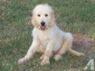 Goldendoodle Puppy for sale in TERRELL, TX, USA