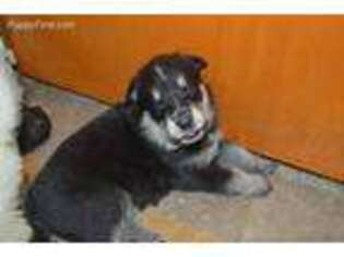 German Shepherd Dog Puppy for sale in Hudson, FL, USA