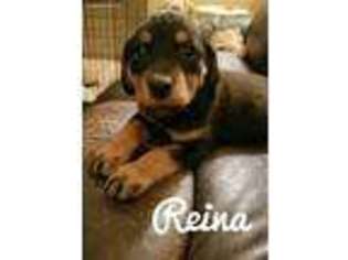 Rottweiler Puppy for sale in North Brunswick, NJ, USA