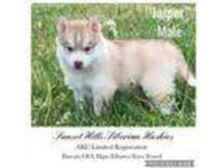 Siberian Husky Puppy for sale in Cadillac, MI, USA