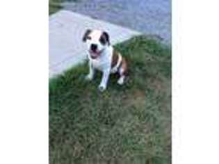 Olde English Bulldogge Puppy for sale in Baltic, OH, USA
