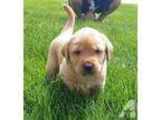 Labrador Retriever Puppy for sale in MERIDEN, MN, USA