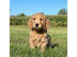 Goldendoodle Puppy for sale in Kendall, NY, USA