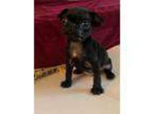 Pug Puppy for sale in Bridgewater, MA, USA