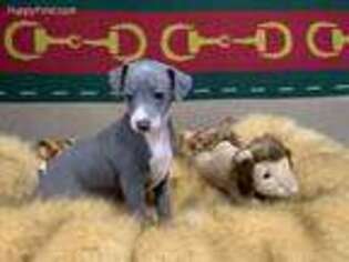 Italian Greyhound Puppy for sale in Dalton, GA, USA