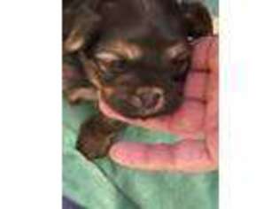 Shorkie Tzu Puppy for sale in Mentor, OH, USA