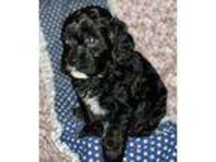 Cavapoo Puppy for sale in Southside, WV, USA