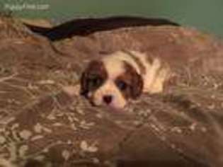 Cavalier King Charles Spaniel Puppy for sale in Croswell, MI, USA