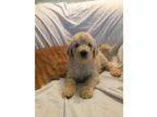 Labradoodle Puppy for sale in Millsboro, DE, USA